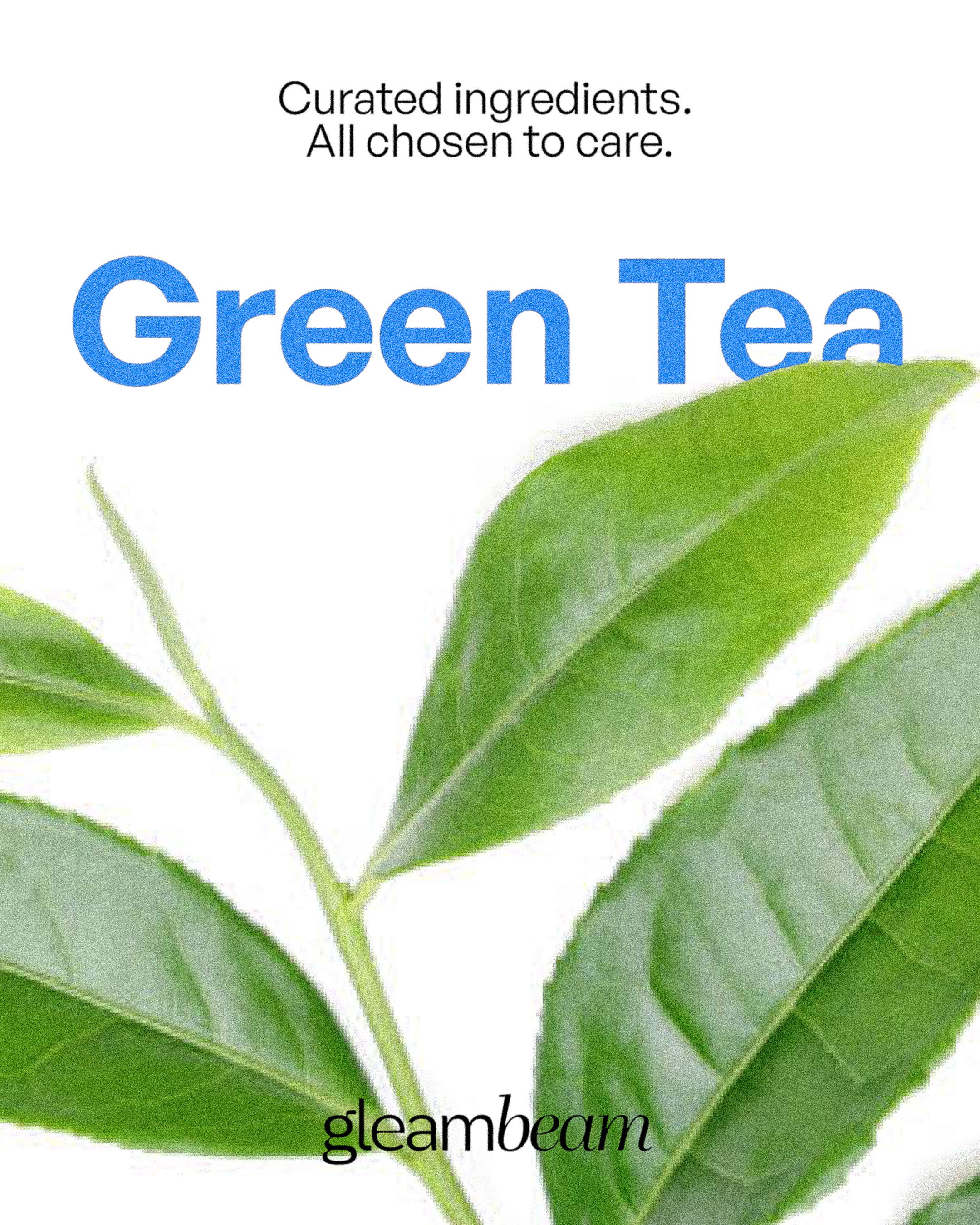 Camellia Sinensis Leaf (Green Tea) Extract